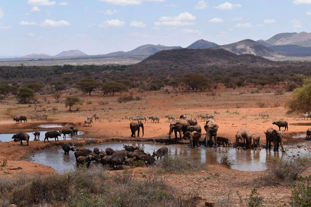 Kilaguni Serena Safari Lodge Tsavo Fasiliteter bilde