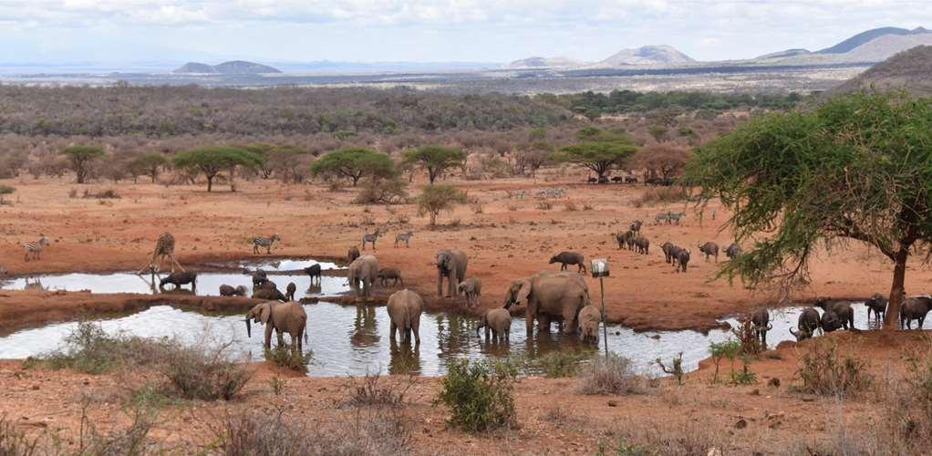 Kilaguni Serena Safari Lodge Tsavo Fasiliteter bilde